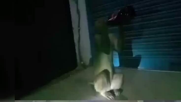 दारूबाज बंदर से लोग परेशान! छीन कर गटक जाता है