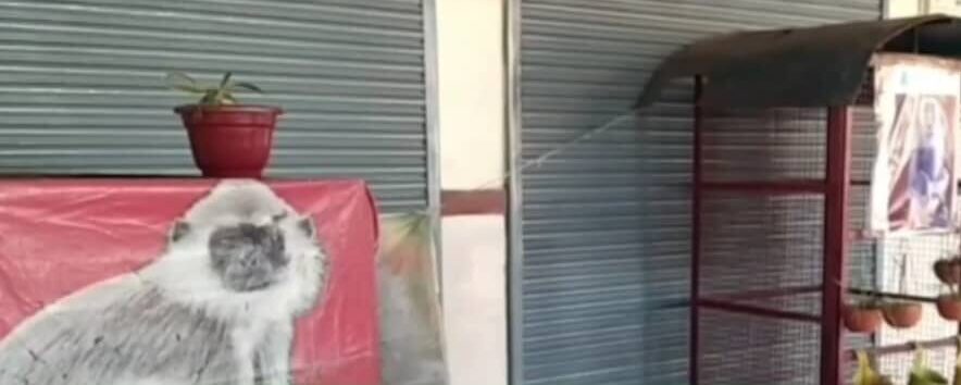 मुरादाबाद: बंदरों ने मचा रखी थी खूब तबाही, पर किया