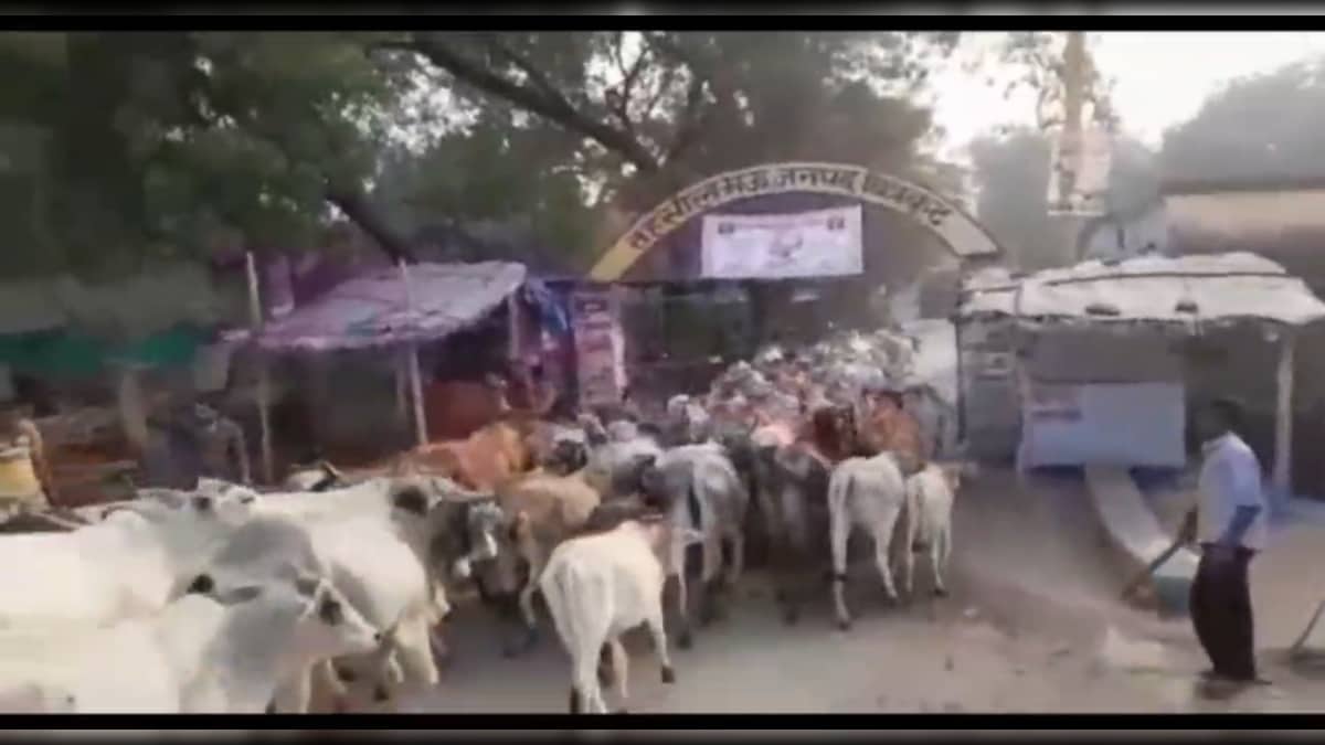 Chitrakoot: अन्ना मवेशी लेकर तहसील पहुंचे किसान, मची अफरा तफरी, जानें