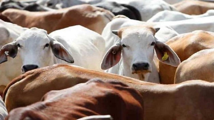 Illegal Distribution Of Milk Will Be Stopped. - Up News: