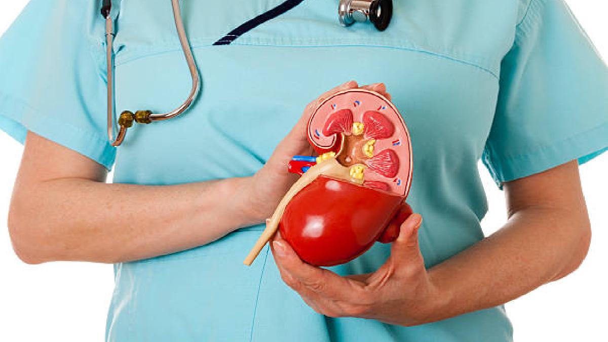 Kidney donation: एक किडनी पर कैसे जिंदा रहता है इंसान?