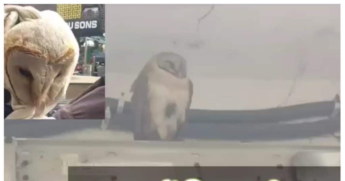 Kanpur News: गिद्ध के बाद कानपुर में मिला अनोखा सफेद