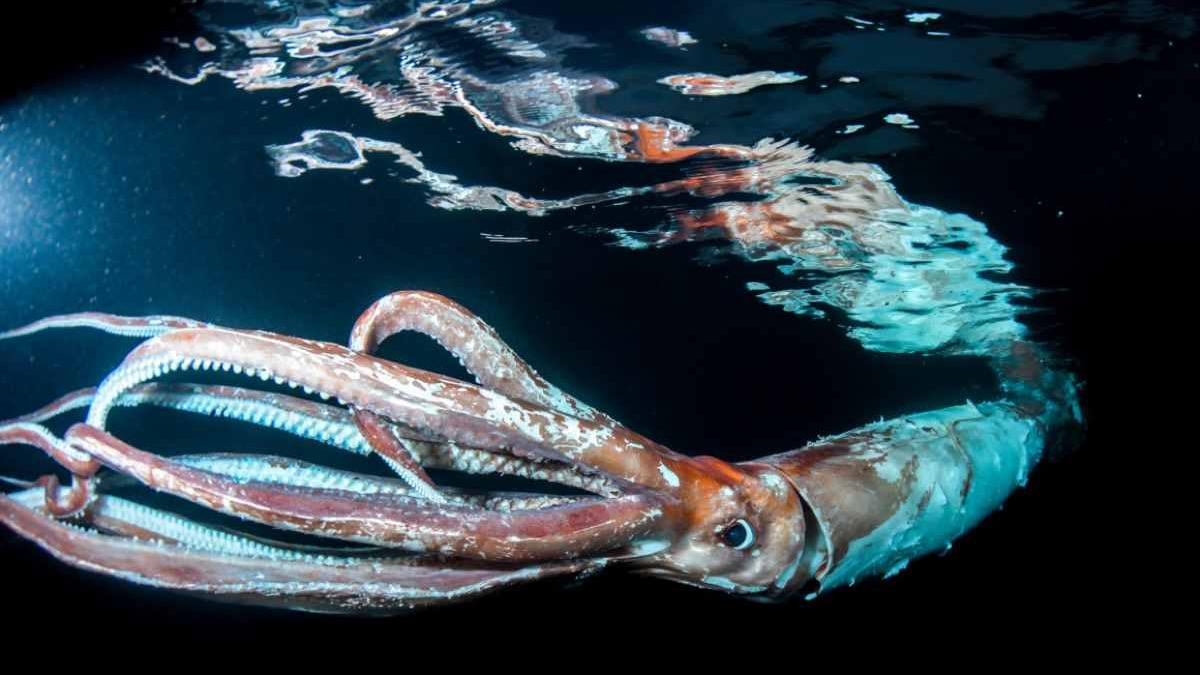 8.2 फुट लंबे स्क्विड के साथ तैरा गोताखोर (Photo: Dive Resort T-Style)