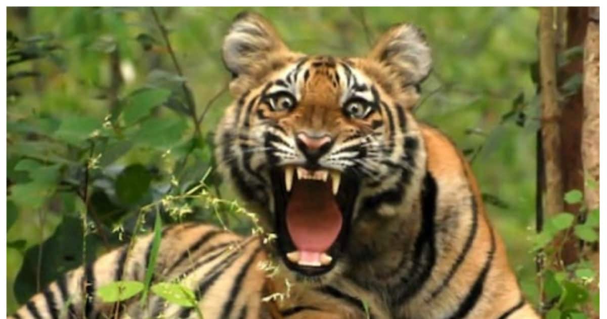 Pilibhit Tiger Reserve: इस रास्ते से गुजरना है तो बरतें