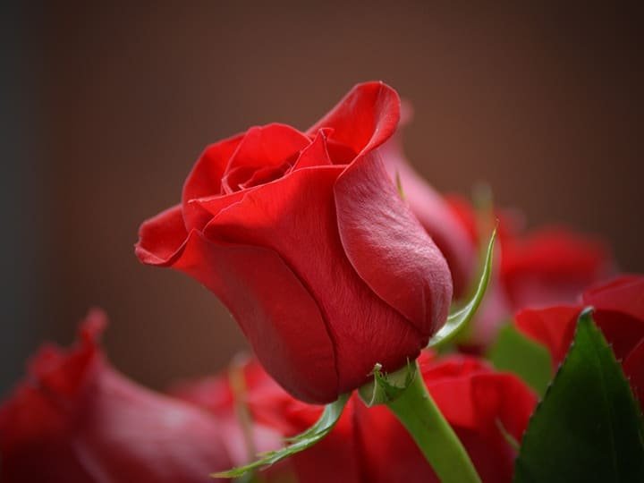 7 फरवरी से शुरू हो रहा है वैलेंटाइन वीक
