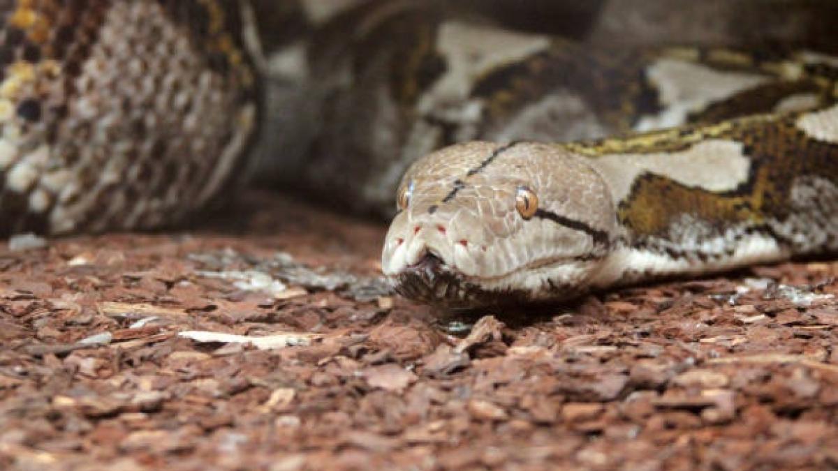 20 फीट लंबे सांप के पेट से निकली ऐसी चीज, गांव वालों को दिखा विशालकाय सांप (सांकेतिक फोटो/गेटी)