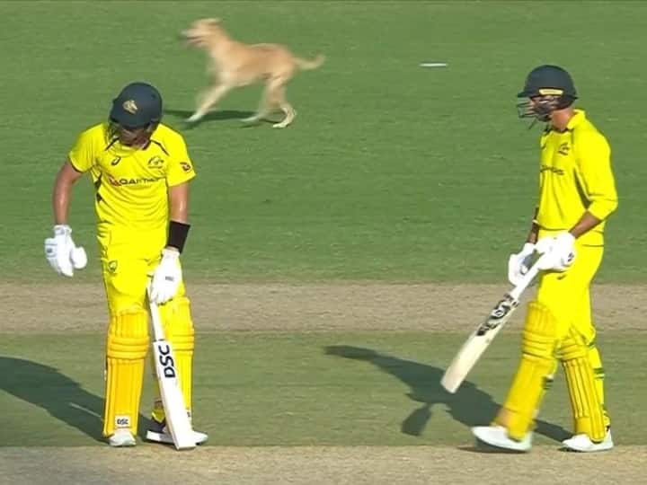 Chennai ODI Dog Entered During Live Match Photo & Video Goes Viral On Social Media IND Vs AUS