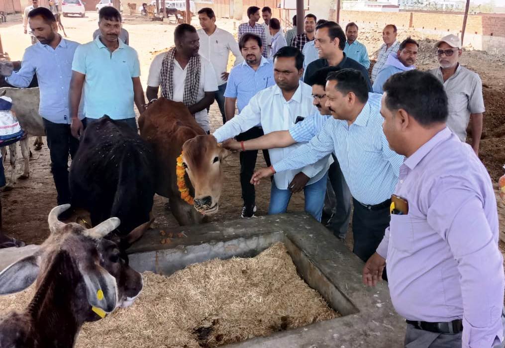गौशालाओं में हो नियमित रूप से साफ-सफाई : रमेश चन्द्र