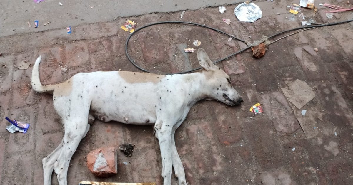 In Gorakhpur a businessman crossed all limits of cruelty and