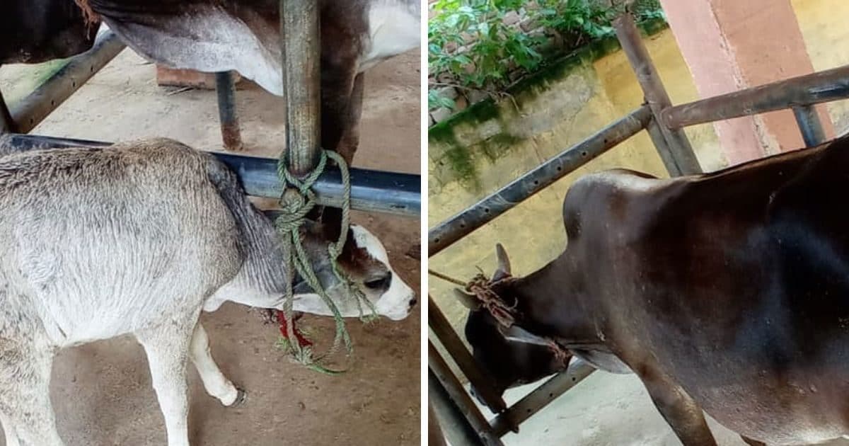 शर्मानक! बरेली में गाय और उसकी बछिया से दुष्कर्म, इलाज