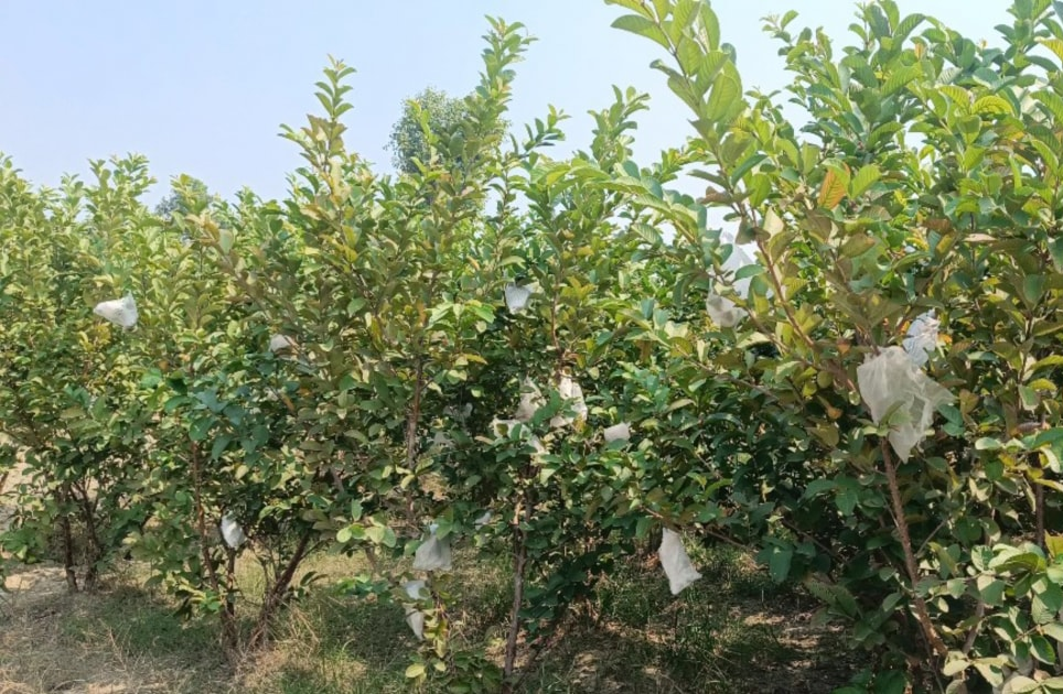 अब खेतों में लहलहाएंगे फलों-सब्जियों के पौधे, किसानों को होगा