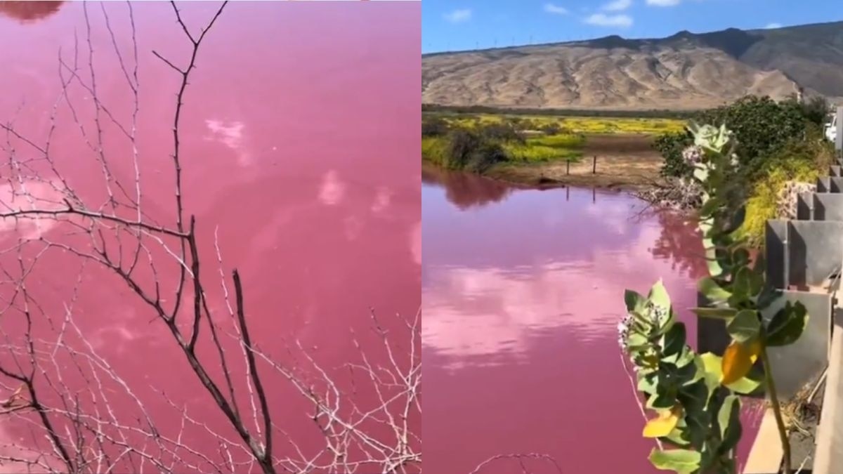 तालाब के पानी का रंग गुलाबी हुआ (तस्वीर- AqssssFajr/X)