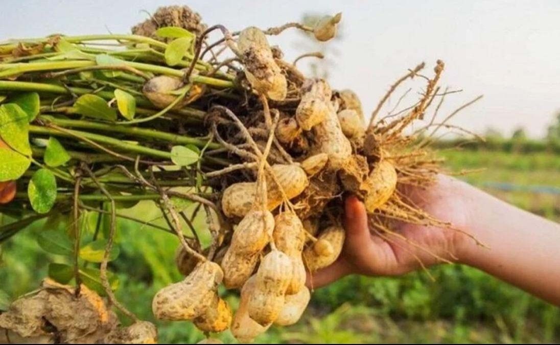 Peanut Farming Tips and Tricks for Farmers