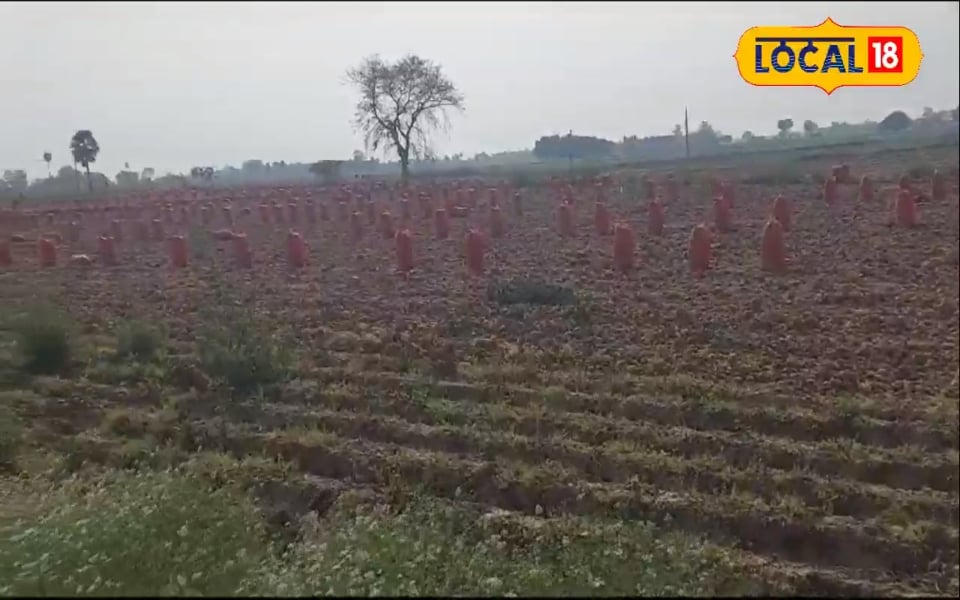 स्वास्थ्य के साथ खेत की उर्वरक क्षमता के लिए भी