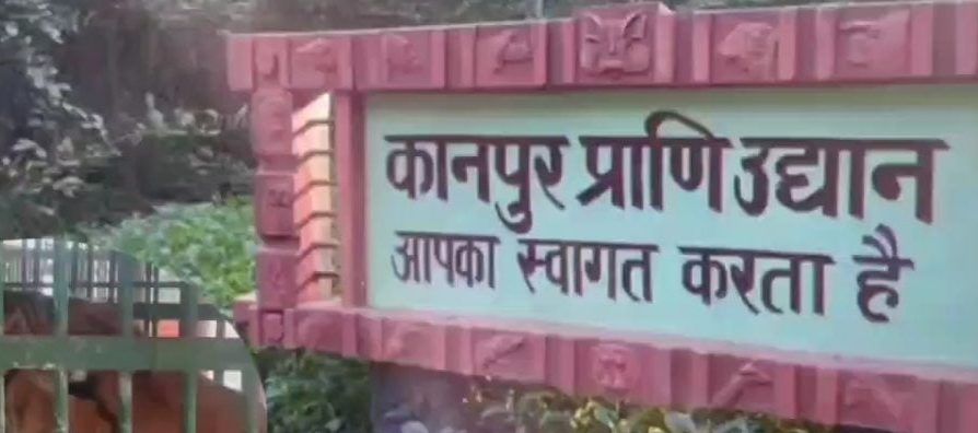 पीलीभीत की बाघिन के हालत में हुआ सुधार, कानपुर चिड़ियाघर