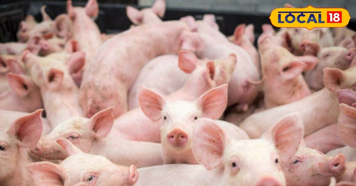 मजदूरी में नहीं लगा मन, सुअर पालन से अपना भविष्य