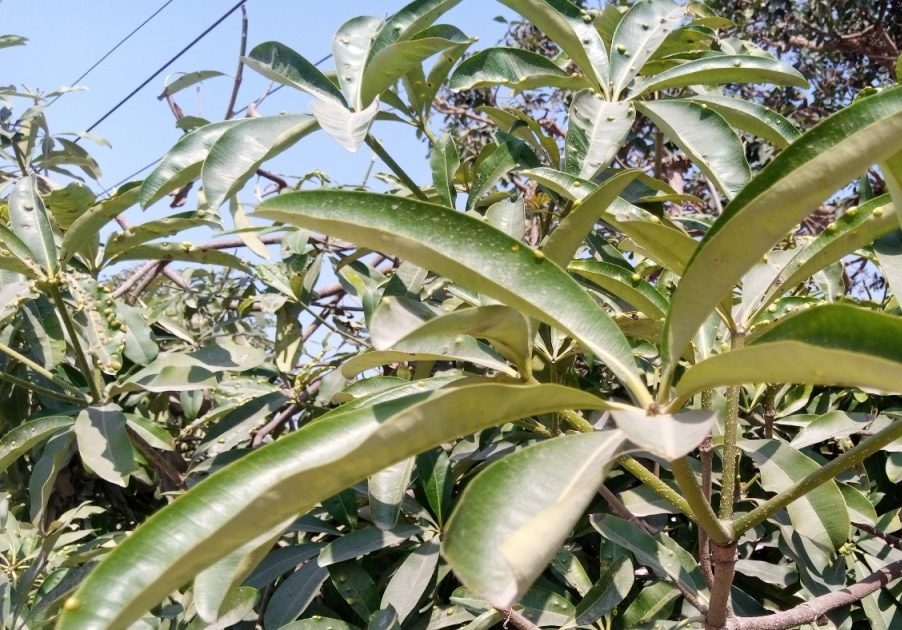 संजीवनी बूटी है 130 फीट का ये