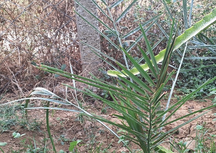 ताकत की खान कहे जाने वाले इस फल की खेती