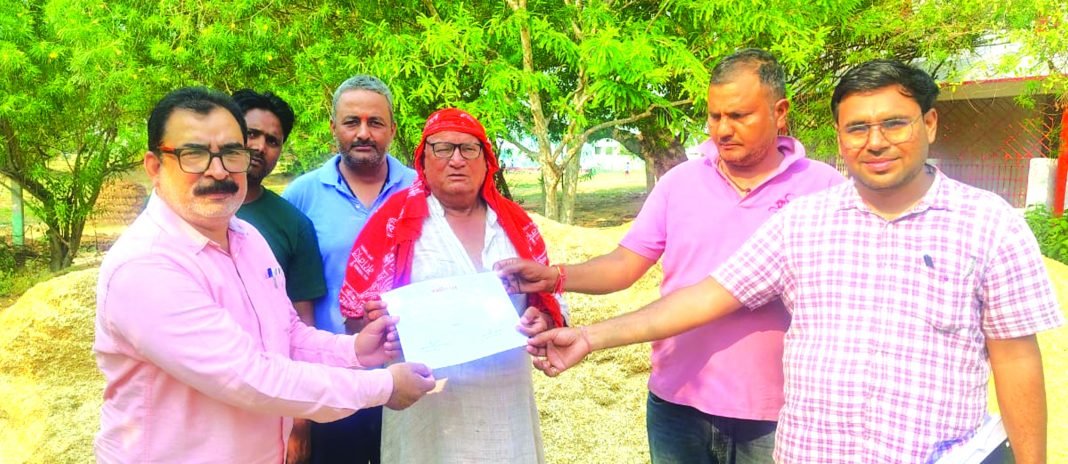 युद्घ स्तर पर किया जा रहा नेपियर घास की बोआई