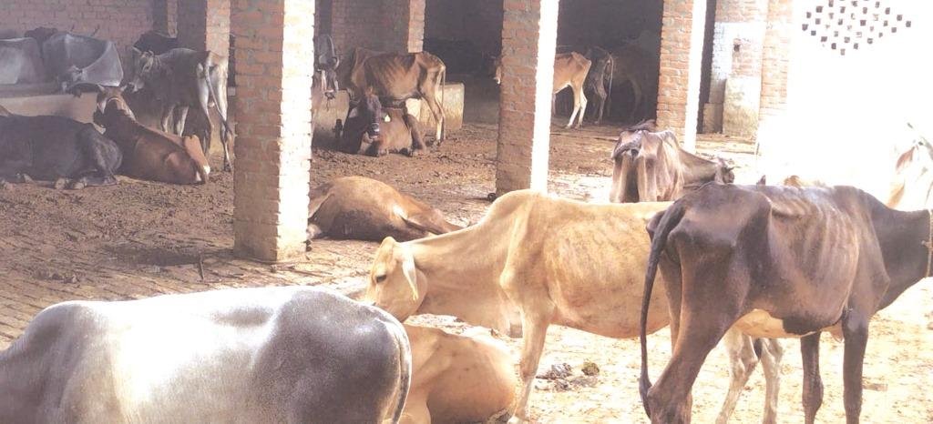 अस्थाई गौशाला में तड़पती रही गाय इलाज के लिए नहीं पहुंचे पशु चिकित्सक