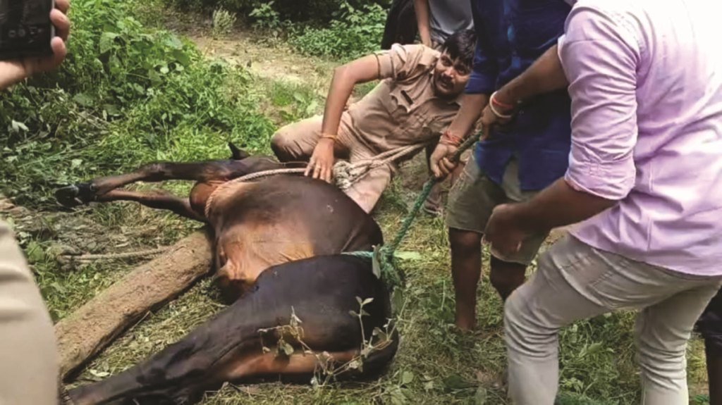 भोइला गांव में कुएं में गिरा सांड, पुलिस और ग्रामीणों ने बचाया
