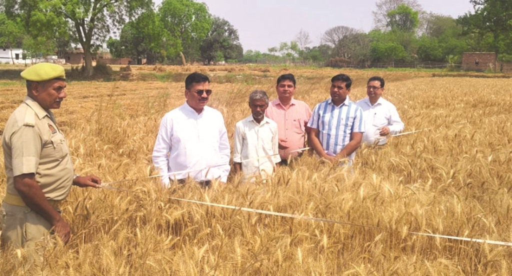 Jaunpur DM inspected wheat crop cutting experiment जौनपुर के महरूपुर गांव में जिलाधिकारी डॉ दिनेश चंद्र द्वारा गेहूं फसल कटाई प्रयोग का निरीक्षण