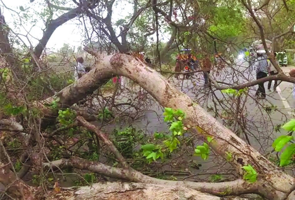 जौनपुर के मुफ्तीगंज में आंधी के कारण सड़क पर गिरा विशाल पेड़
