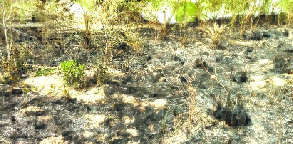 सरायख्वाजा आगजनी मामला बगीचे और खलिहान में आग लाखों का नुकसान