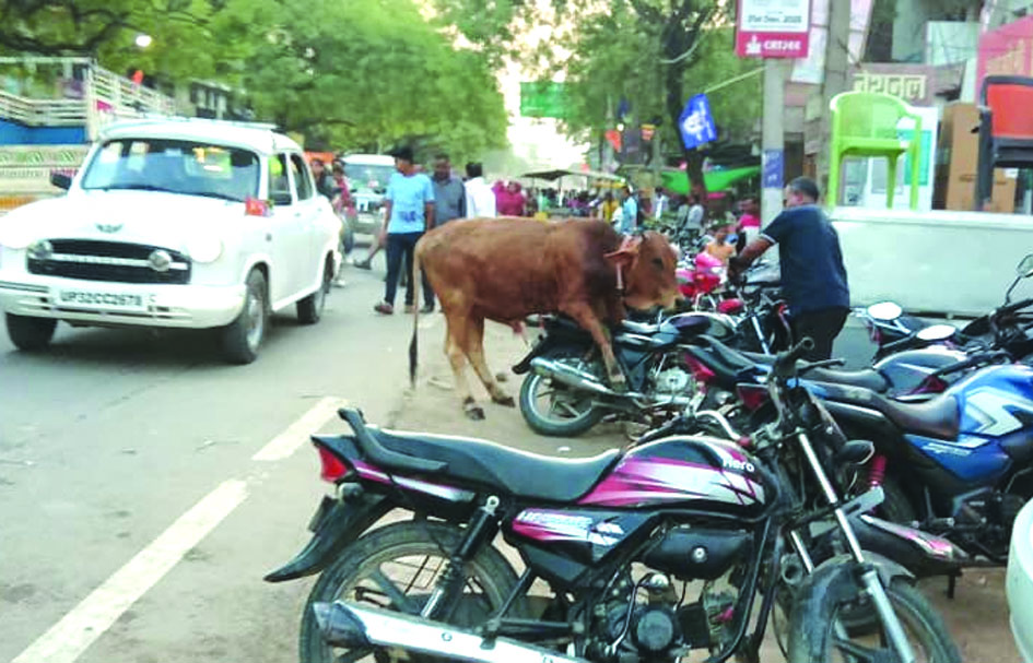 Stray bull damaging vehicles Kerakat Jaunpur