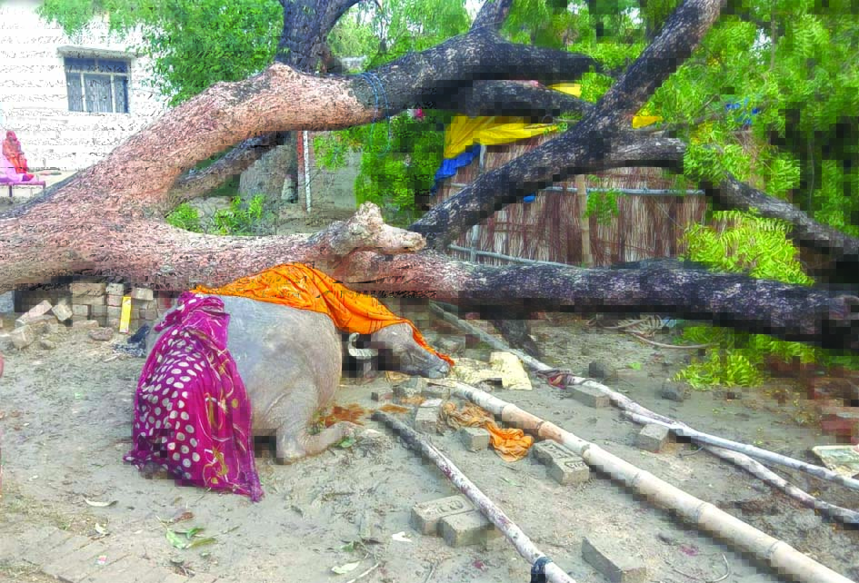 जौनपुर में चक्रवाती तूफान से हुई तबाही जौनपुर के सरायख्वाजा क्षेत्र में चक्रवाती तूफान से गिरे पेड़ और क्षतिग्रस्त मकान