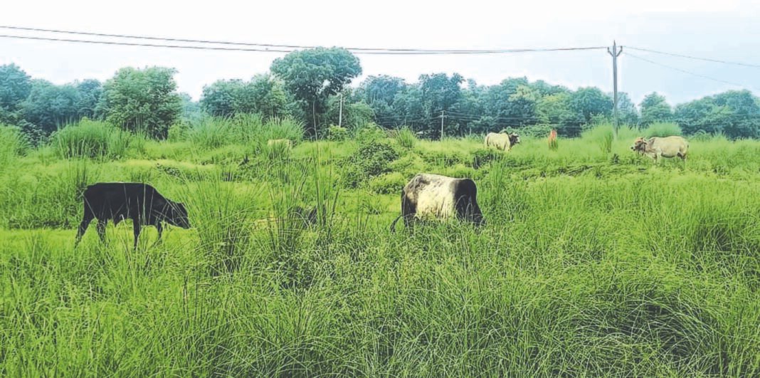 छुट्टा गोवंश बने जानलेवा, एक साल में चार लोगों की मौत