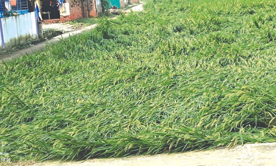 आंधी-पानी ने धान की तैयार फसल को खेतों में गिराया